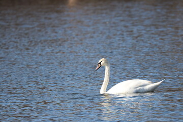 Mute Swan Swimming in the River