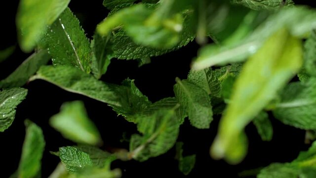 Mint leaves fly into the air. Slow Motion. Macro mode.Close up. Black background