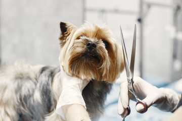 Woman shears a dog. Dog sitting on a couch. Breed Yorkshire Terrier.