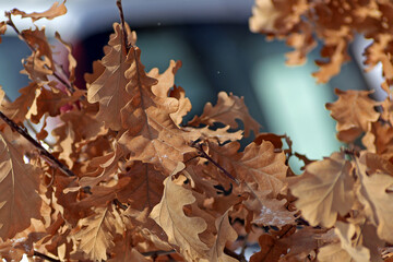 Winter view of an oak branch with dried leaves in the rays of the midday sun