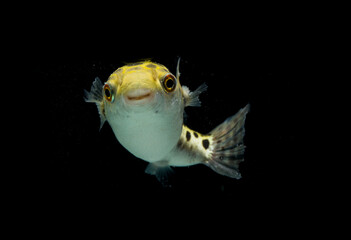 Spotted green pufferfish, tetraodon or Dichotomyctere nigroviridis on black background  © dwi