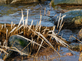 abstract formations of frozen sea reeds