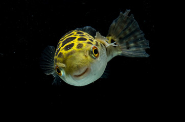 Spotted green pufferfish, tetraodon or Dichotomyctere nigroviridis on black background  © dwi