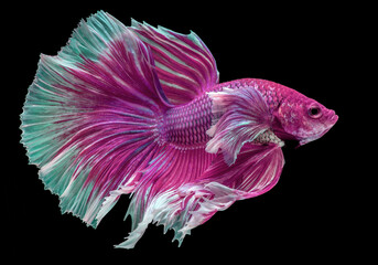 Beautiful movement of Pink purple betta fish, Fancy Halfmoon Betta, The moving moment beautiful of Siamese Fighting fish, Betta splendens, Rhythmic of Betta fish isolated on black background.