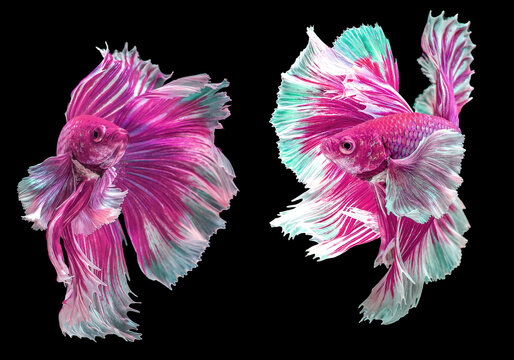 Pink Betta Images – Browse 2,856 Stock Photos, Vectors, and Video