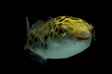 Spotted green pufferfish, tetraodon or Dichotomyctere nigroviridis on black background  © dwi