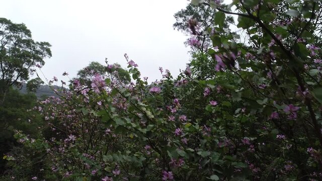 Aerial footage of Purple Orchid Tree, Purple Bauhinia Pink Flower Blooming In Spring