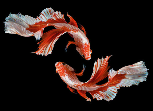 Beautiful movement of red betta fish, Two Fancy Halfmoon Betta, The moving moment beautiful of Siamese Fighting fish, Betta splendens, Rhythmic of Betta fish isolated on black background.