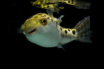 Spotted green pufferfish, tetraodon or Dichotomyctere nigroviridis on black background  © dwi