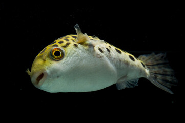 Spotted green pufferfish, tetraodon or Dichotomyctere nigroviridis on black background
