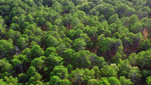 Aerial tilt down shot of lush green trees in forest on sunny day, drone flying forward over natural landscape - Cape Cod, Massachusetts
