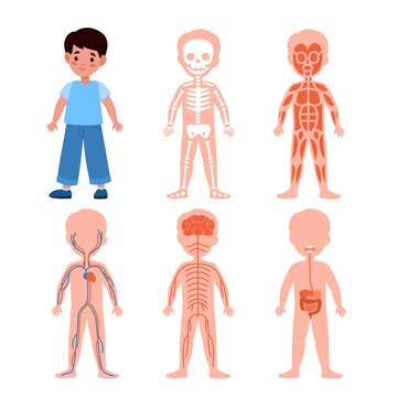 Boy body system. Kids anatomy poster, medical education schemes, skeletal, muscular and nervous, circulatory and digestive systems. Bones muscles and organs vector cartoon illustration