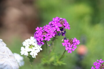 Obraz premium Blurred beautiful wallpaper flower white and purple small in the garden.