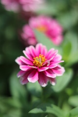 Obraz premium Blurred beautiful wallpaper flower colorful in the garden.