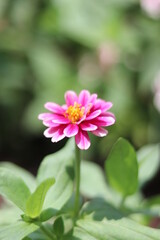 Obraz na płótnie Canvas Blurred beautiful wallpaper flower colorful in the garden.