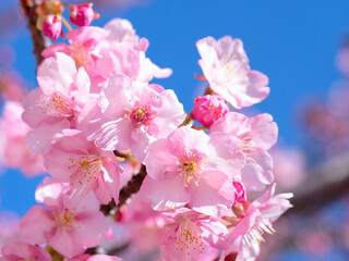 満開のサクラの花