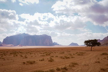 a lone tree grows in the Wadi Rum desert, there are beautiful relief mountains on the horizon, car tracks are on the sand, clouds are painted in the sky, the nature of Jordan