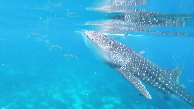 Whale shark swimming in clear turquoise water in Oslob, Cebu Island, Philippines 
