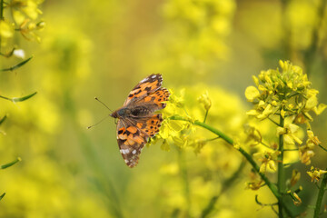 Butterfly Vanessa cardui sits on rapeseed. Spring yellow background. Butterfly close-up. Rapeseed blooms in spring.