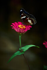 butterfly on flower
