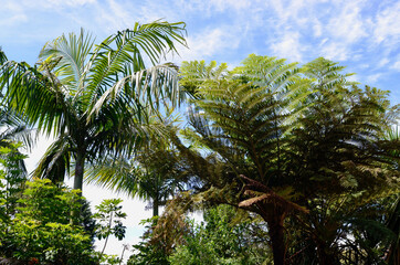 palm tree and sky