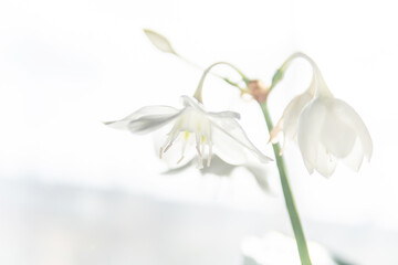 Fototapeta na wymiar spring white flowers, flowers in high key