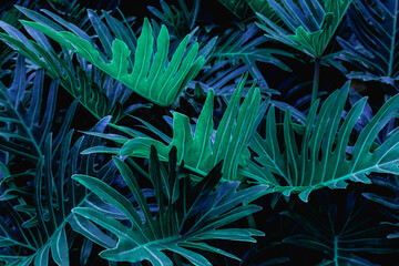Naklejka na ściany i meble closeup nature view of green leaves background, dark nature concept