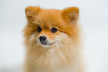 Obraz premium selective focus of small breed Pomeranian Dog is Looking up something on a white background. Emotional support animal concept.