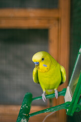 Green budgerigar parrot close up sits on cage near the mirror. Cute green budgie.