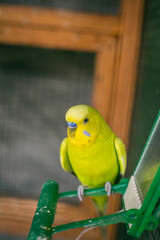 Green budgerigar parrot close up sits on cage near the mirror. Cute green budgie.