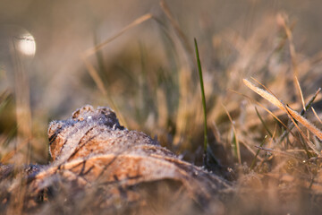 frozen leave in the morning