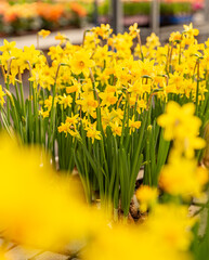 Narcissus or daffodil flowers