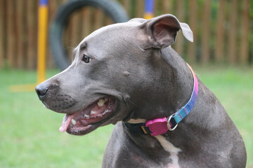pit bull dog in the park
