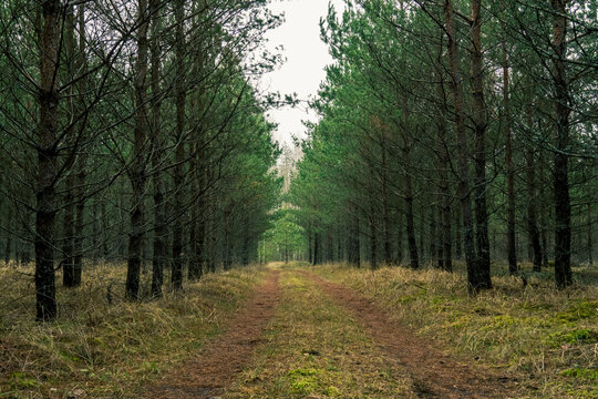 .forest road between trees