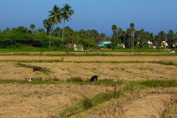 Herd of goats grazing on a harvested paddy field in a rural area. 