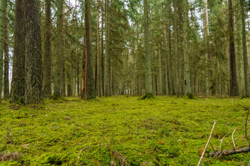 Obraz premium green autumn forest with large trees