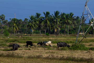 Herd of buffalo and cows grazing on a harvested paddy field. 