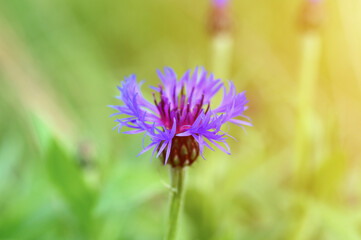Obraz premium cornflower is a wild field herb with blue purple flowers in full bloom. cornflower (latin. centaurea cyanus) is a genus of herbaceous plants is used in folk medicine as a medicinal plant. flare