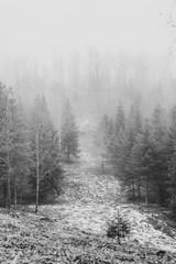 forest in the fog