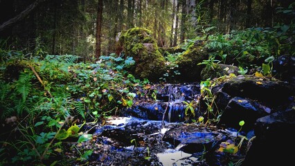 water flows in the forest