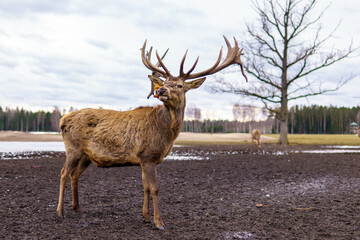 beautiful forest animal deer