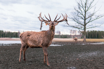 beautiful forest animal deer
