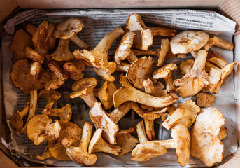 mushrooms in a basket