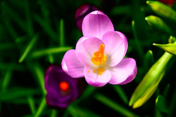 purple crocus flower closeup groing in dark green grass, spring background
