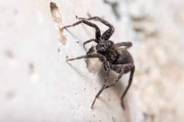Alopecosa albofasciata wolf spider, climbing a concrete wall on a sunny day