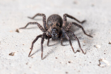 Alopecosa albofasciata wolf spider, climbing a concrete wall on a sunny day