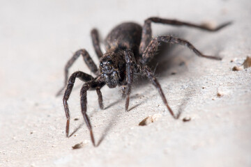 Alopecosa albofasciata wolf spider, climbing a concrete wall on a sunny day