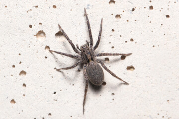 Alopecosa albofasciata wolf spider, climbing a concrete wall on a sunny day