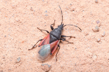 Lime seed bug, Oxycarenus lavaterae, walking on a concrete wall. High quality photo
