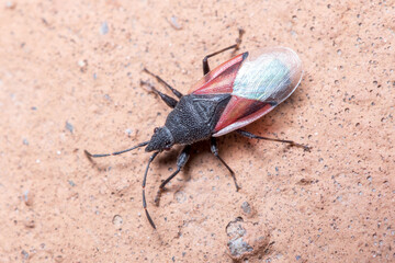 Lime seed bug, Oxycarenus lavaterae, walking on a concrete wall. High quality photo